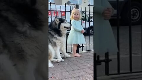 Adorable 👶 Baby Plays With Her Giant Dogs 🐶#shorts