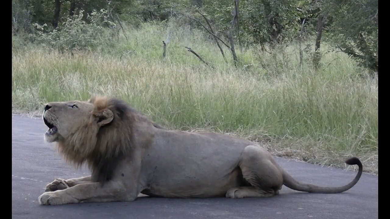 Male lions roaring