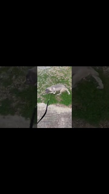 14 wk old pup, 1st time in town #bandogs #catchdog #protectiondogs #workingdog #americansentinelk9