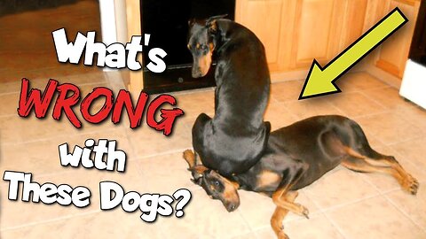 Super funny dog videos