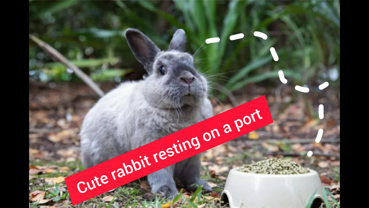 Cute Rabbit Resting On A Port🐭🐭🐇🐇🐇[rabbit resting on a port]🐇🐇🐇🐇