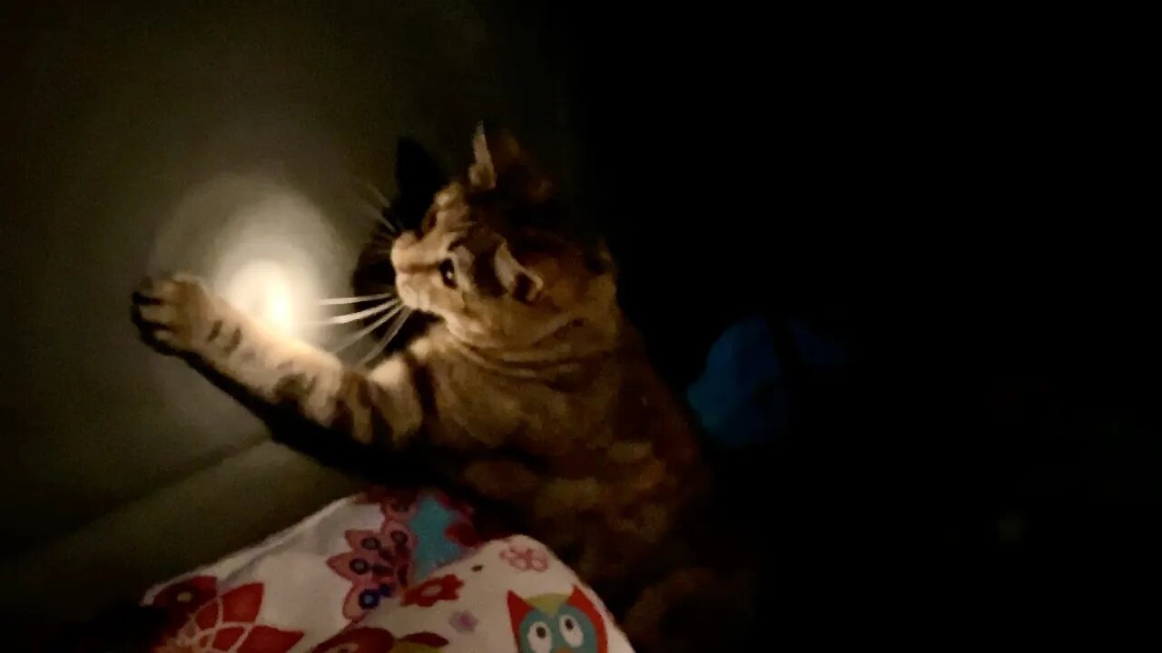 Even Milo Cat likes to play with flashlights