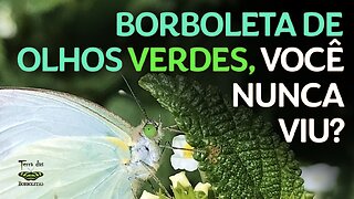 Borboleta de olhos verdes, você já viu?