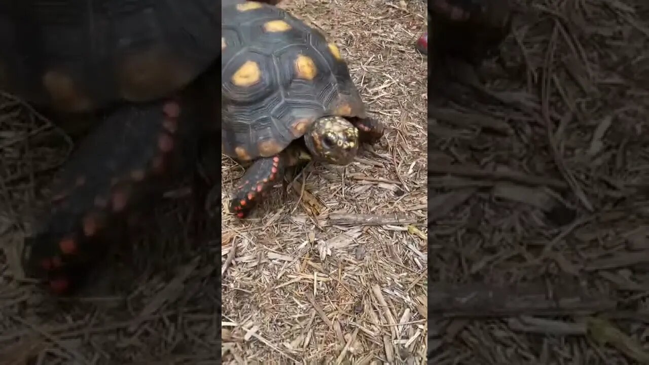 Melon the Tortoise Loves Scratches and Shakes her Booty