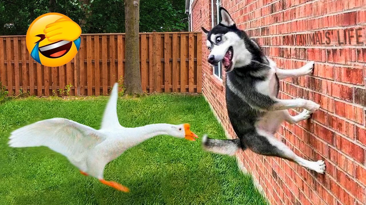 Funny Animals 2024 😆 Try Not to Laugh (Hard)