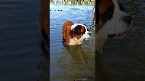 Fluffy Barking at his Buddy #flyingfluffy #riverdog #saintbernard