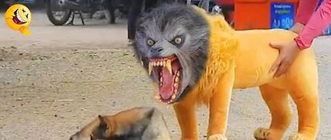 Troll Prank Dog Funny, Lion and Tiger Prank To dog & Box Prank to dog