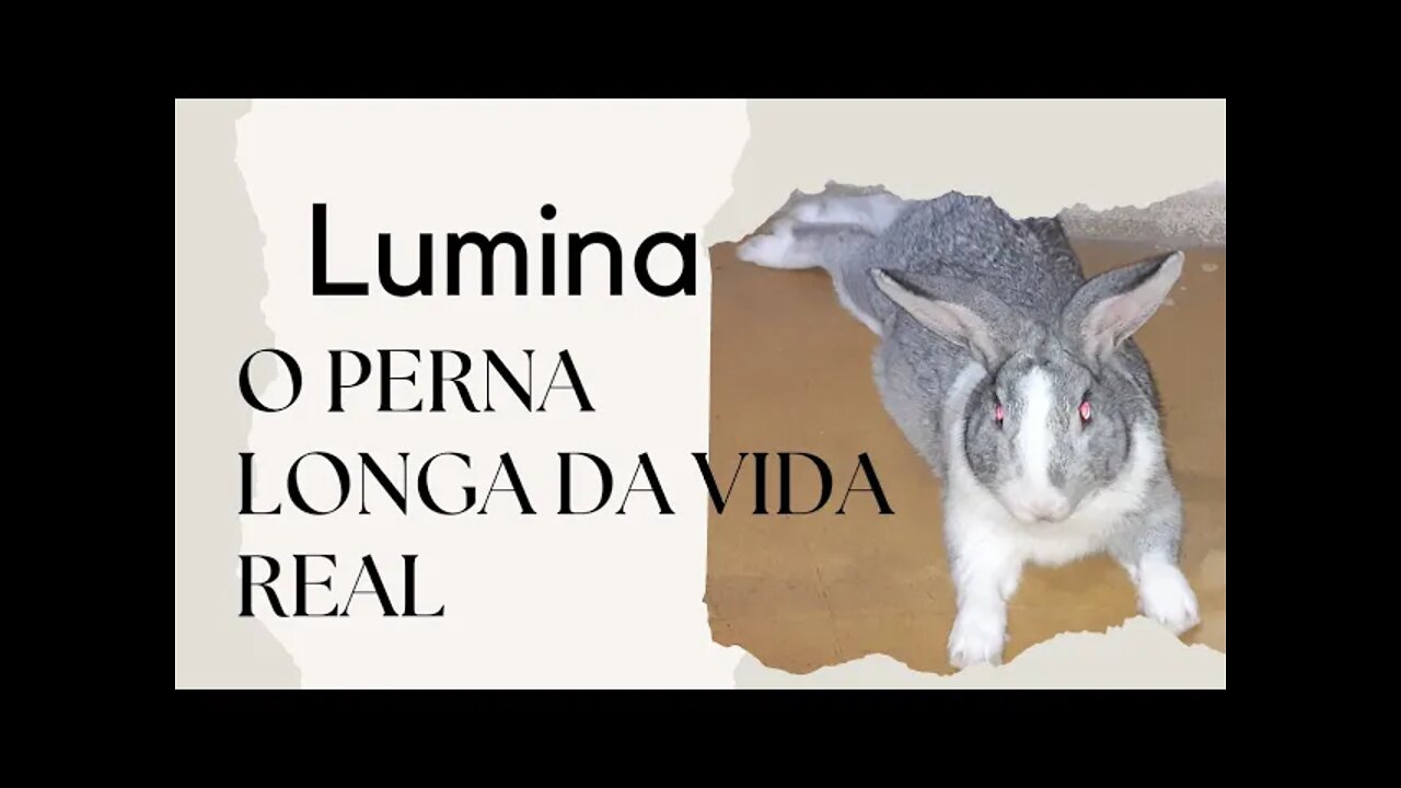 #shorts Lunina na massagem diária dele (coelhinho fofo)