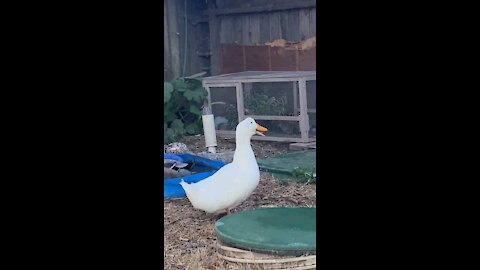 Arnold The Duck on high alert after hearing other ducks on my cellphone.