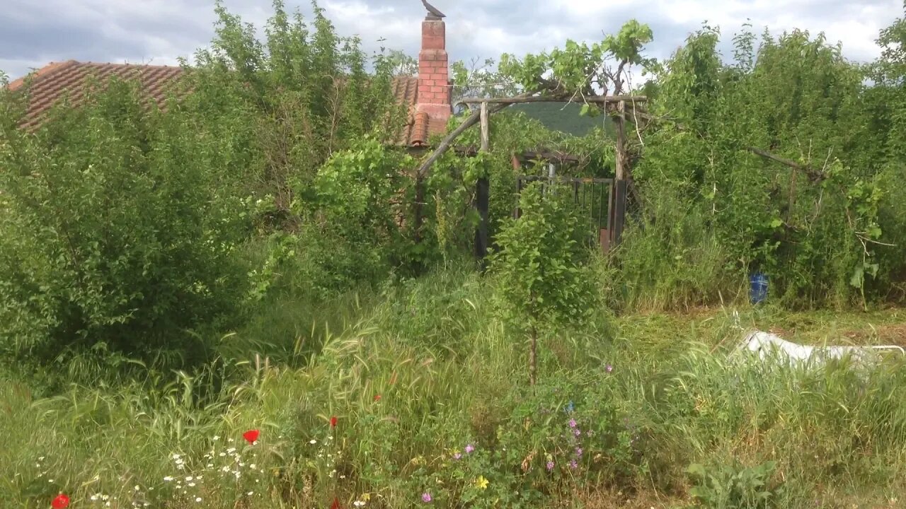 Κοπή αγριόχορτων εξωτερικά με Μεσινέζα Κινεζικής Κατασκευής (1 Μέρος)