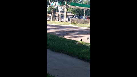 cop pulled somebody over at the gas station