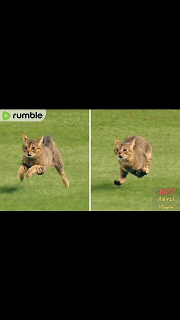 Funny and Cute Cat | His friend definitely bet him 20 bucks he would do this🤪