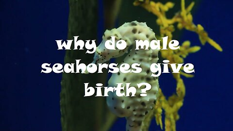 Why Do Male Seahorses Give Birth?