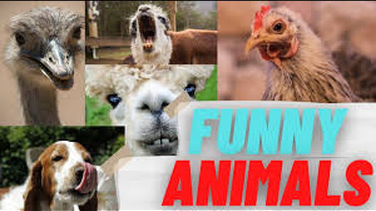 "Whimsical Wonders: Funny Animals 2023 – Your Daily Dose of Animal Laughter!"