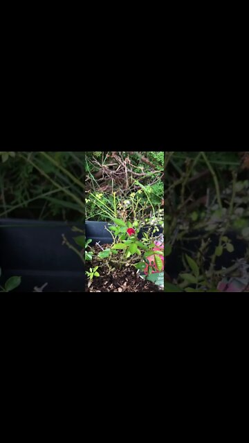 Whole lotta Rosie part II