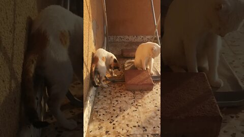 Funny Kitten Playing with Stone and Mom Cat is Trying to help