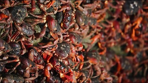 100 million red craba on a tropical island - biggerst crab migration in the world