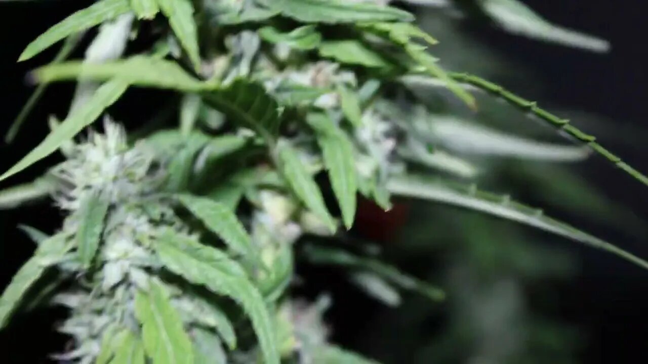 T Bird And Reds 2022 Outdoor Grow -The Bird After Dark