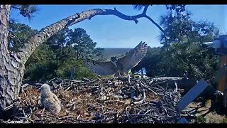 Mom's Evening Break-Leave & Return 🦉 3/13/22 15:55