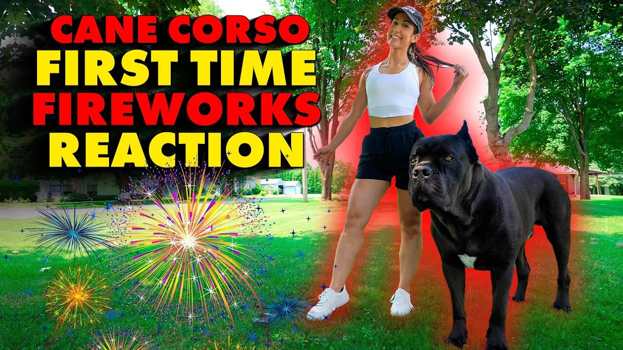 Cane Corso 1st TIME FIREWORKS SCARE & Attempted DOG ATTACK!