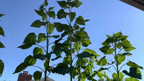 12ft (4m) sunflower growth from seed in EPIC sand hydroponic gardens