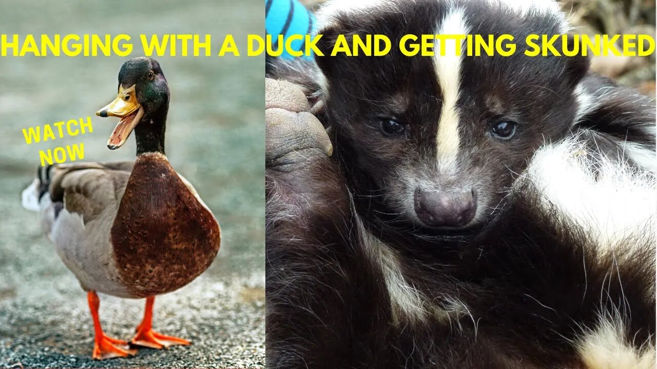 Hanging out with a duck and getting skunked.