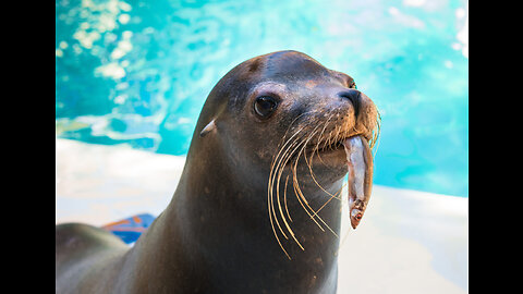 Sea Animal Toys This Summer at the Shore