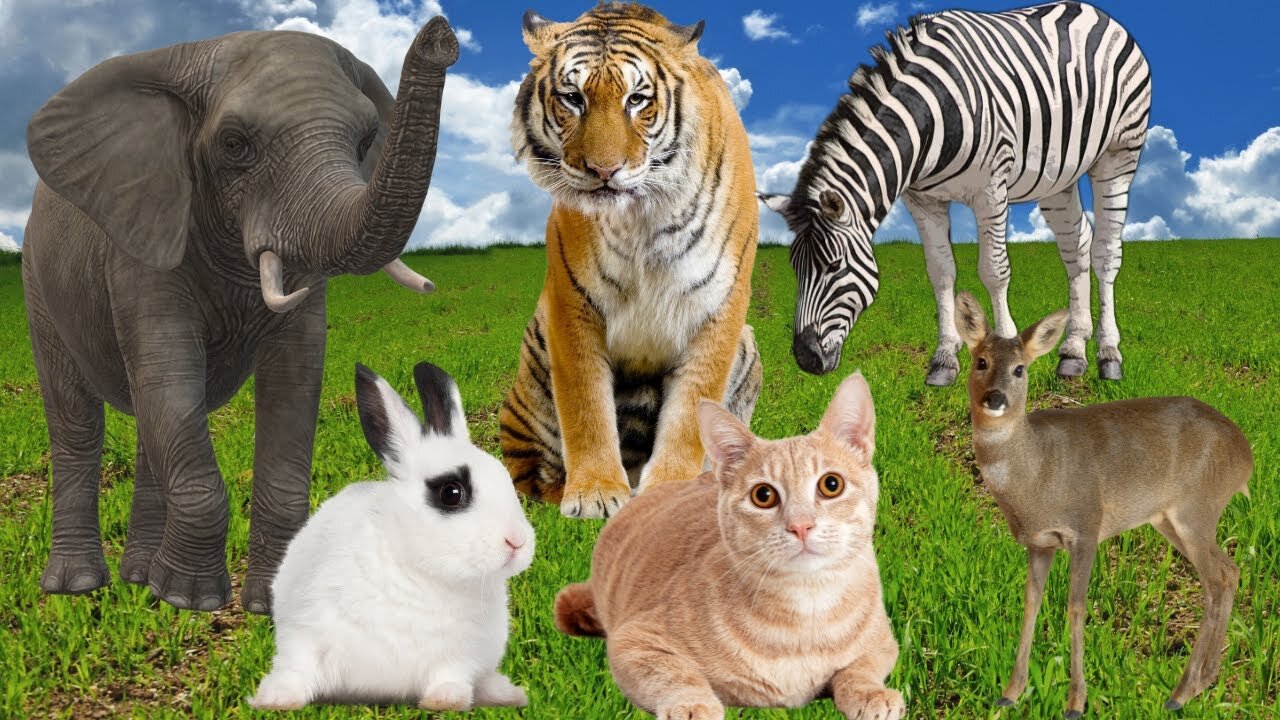 Wild animal videos- Tiger, Zebra, Deer, Lion, Giraffe, Horse....