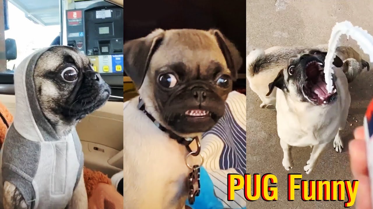 Pug Funny Moments - Cute Dog Videos | Pets Funny