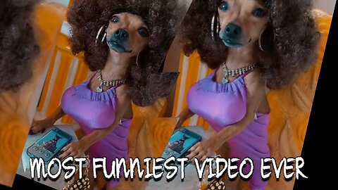 Try Not To Laugh Challenge 🤣 Funny Dog's Moment Ever You Must Watch This!