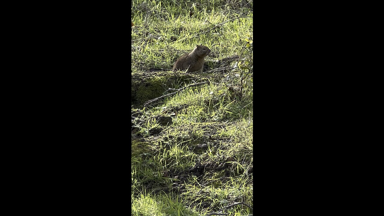 Ground Squirrel Up Close