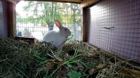 Shadow The Rabbit loves his munchies