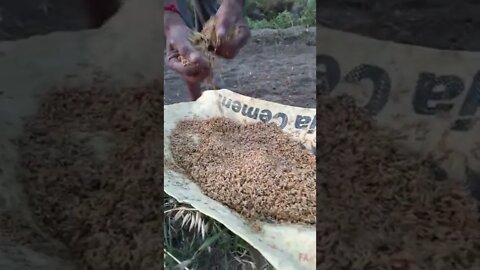 Rice seeds sowing in fields