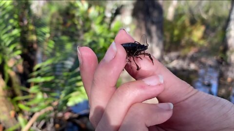 University uses 'bugs' to measure restoration project in Collier County