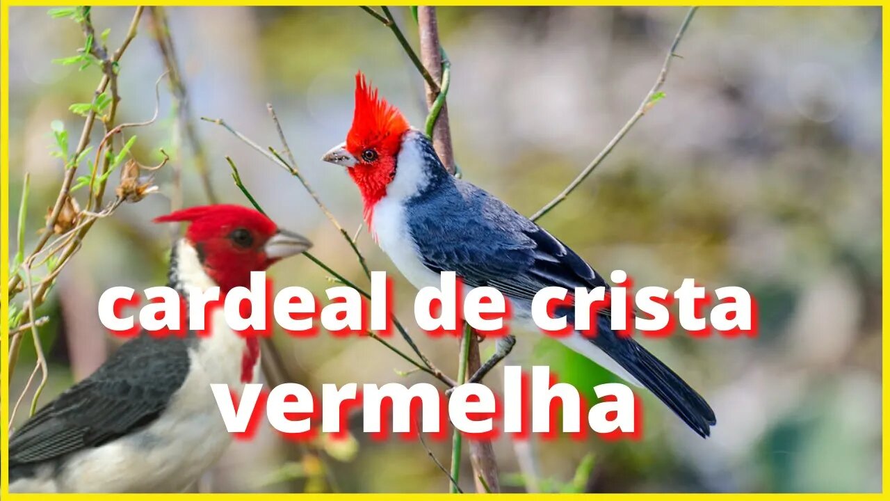 cardeal de crista vermelha - belo e exótico