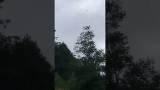 Wedge tail eagle circles neighbour’s dwarf goats during flood