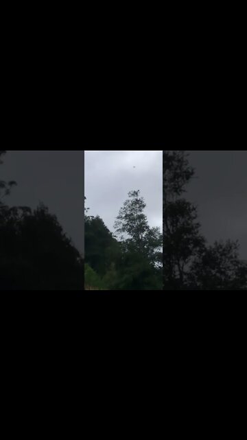 Wedge tail eagle circles neighbour’s dwarf goats during flood