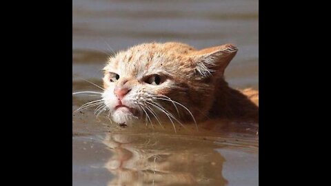 The cat is sitting on the sea and having fun