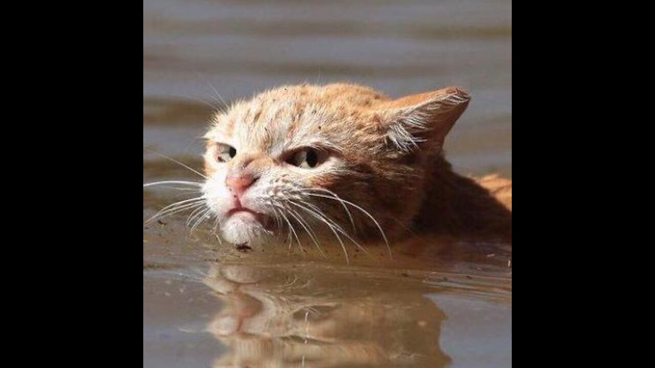 The cat is sitting on the sea and having fun