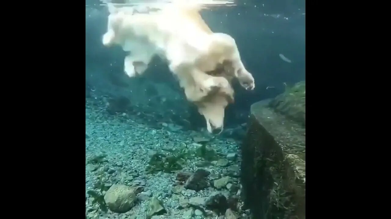 Mission Accomplished The wonderful dog did it