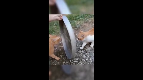 Funny cat 🐈 Very funny cats fighting videos ||Cat vs dog playing video ||best funny animals