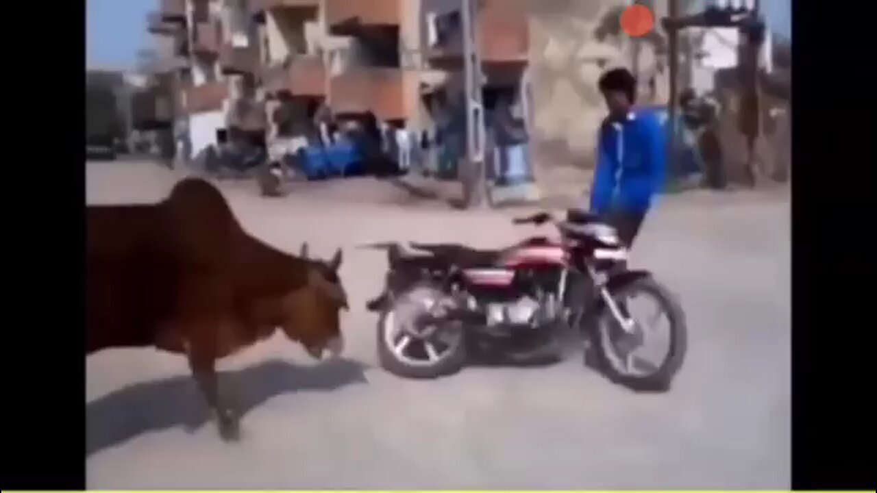 Animal Kicks Funny || Funny Video || memexplain