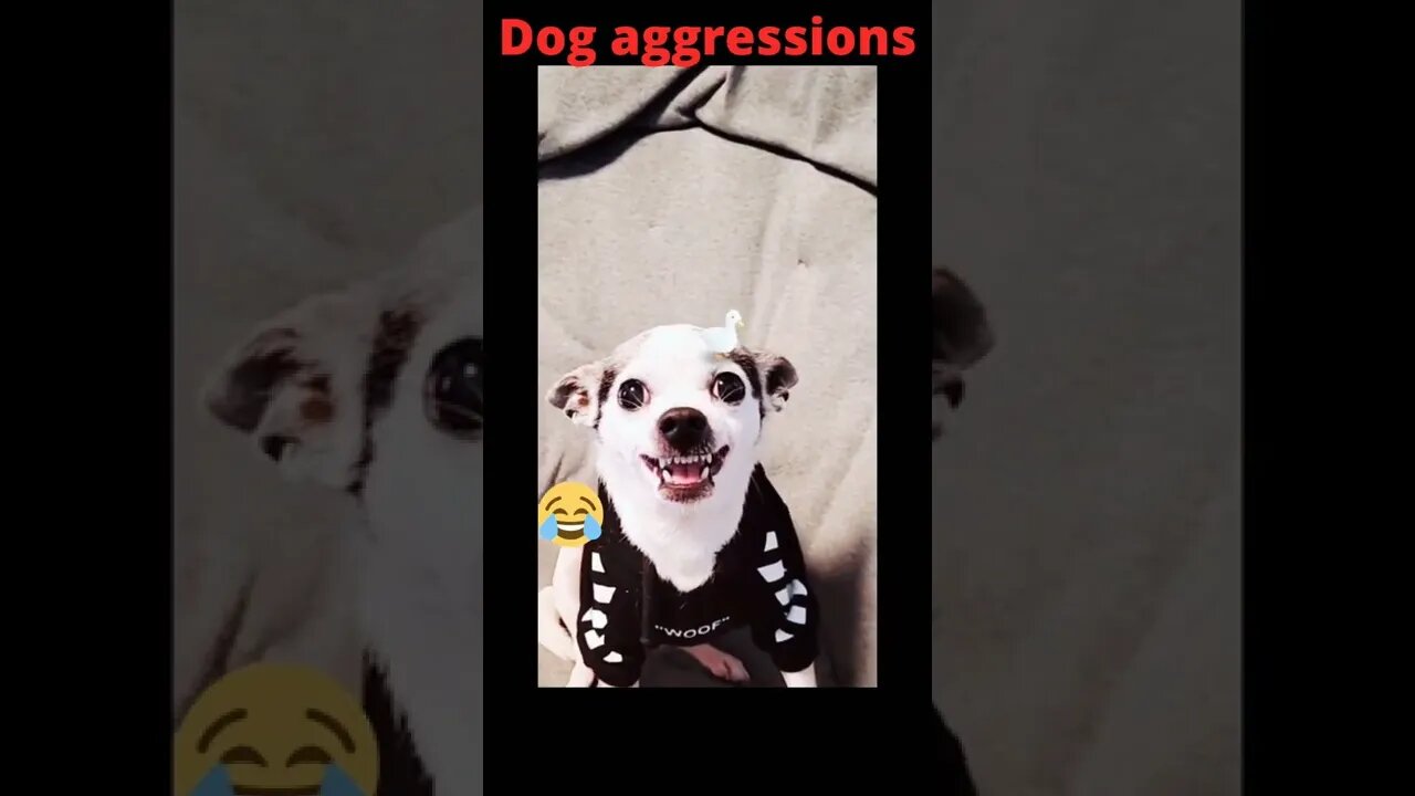 Dog funny actions taken live 🤣