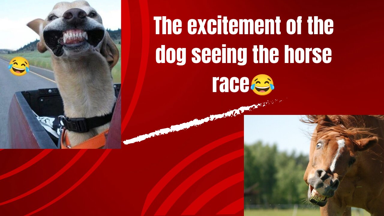 The joy of the dog while watching the horse race