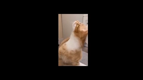 Funny animals - Funny cats / dogs - Funny animal videos 2023 -/Haypyy Pett