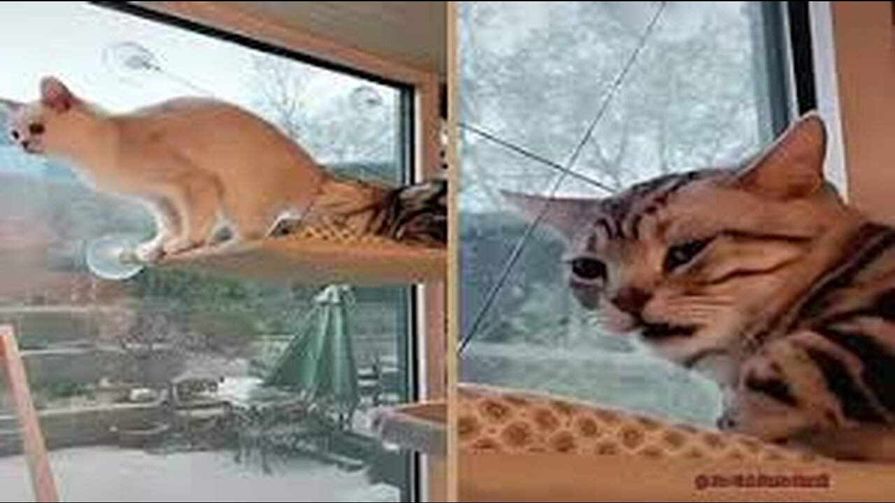 Cat FARTS FOR 7 SECONDS STRAIGHT