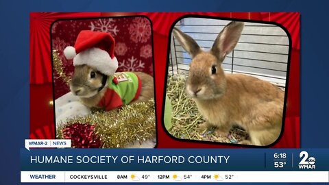 Lasagna the rabbit is up for adoption at the Humane Society of Harford County