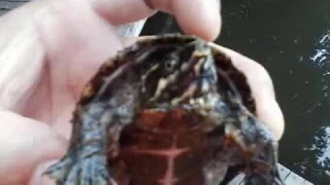 Watch this turtle take the plunge!