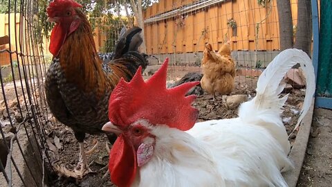 Backyard Chickens In The Morning Relaxing Sounds Noises Hens Clucking Roosters Crowing!