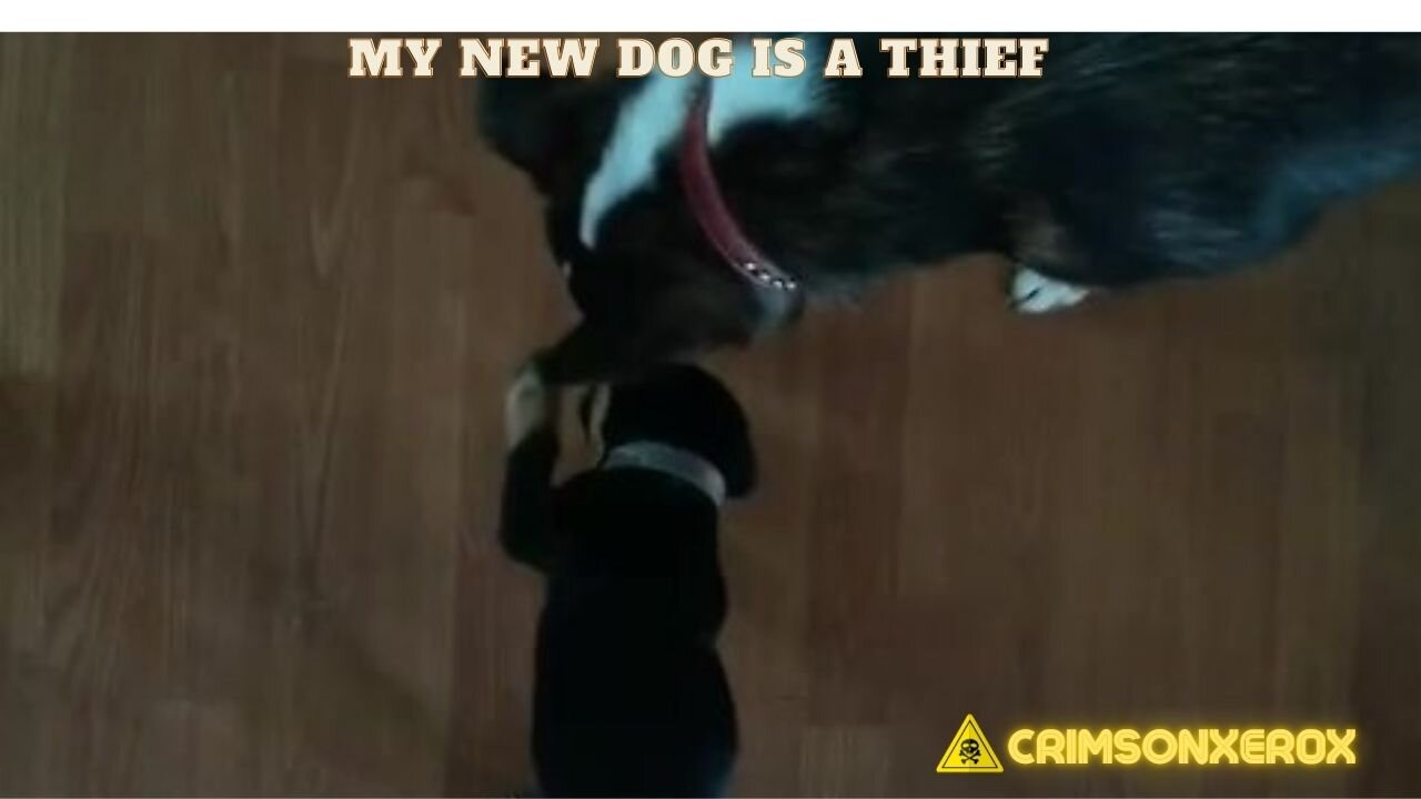SPARKY GETS ROBBED!!